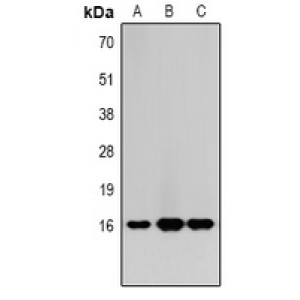 LifeSab™ Histone H3 (MonoMethyl R2) Rabbit pAb (50 µl)