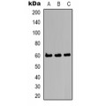 LifeSab™ Kv8.2 Rabbit pAb (50 µl)