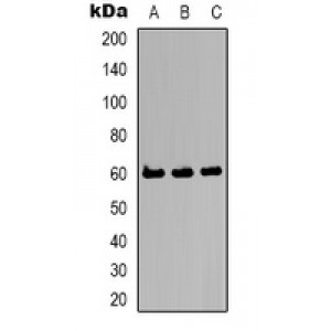 LifeSab™ Kv8.2 Rabbit pAb (50 µl)