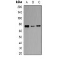 LifeSab™ Transferrin Rabbit pAb (50 µl)