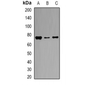 LifeSab™ Transferrin Rabbit pAb (50 µl)