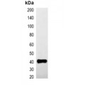 LifeSab™ HA-tag Mouse mAb (50 µl)