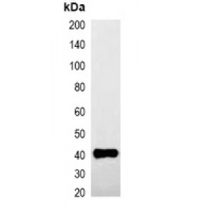 LifeSab™ HA-tag Mouse mAb (50 µl)