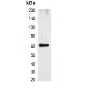 LifeSab™ Myc-tag Mouse mAb (50 µl)