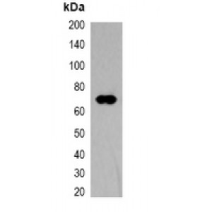 LifeSab™ V5-tag Mouse mAb (50 µl)