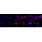 LifeSab™ BAK Rabbit mAb (20 μl)