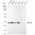 LifeSab™ BAK Rabbit mAb (20 μl)