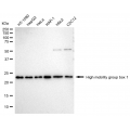 LifeSab™ HMGB1 Rabbit mAb (20 μl)