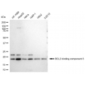 LifeSab™ BBC3 Rabbit mAb (20 μl)