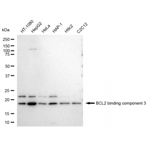 LifeSab™ BBC3 Rabbit mAb (20 μl)