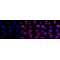 LifeSab™ ACVR2B Rabbit mAb (20 μl)