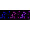 LifeSab™ PSMB10 Rabbit mAb (20 μl)