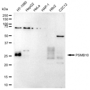 LifeSab™ PSMB10 Rabbit mAb (20 μl)