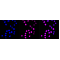 LifeSab™ Phospho-RPA2 (T21) Rabbit mAb (20 μl)