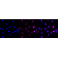 LifeSab™ Histone H1.0 Rabbit mAb (20 μl)