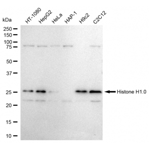 LifeSab™ Histone H1.0 Rabbit mAb (20 μl)