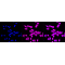 LifeSab™ YWHAB Rabbit mAb (20 μl)