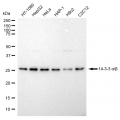 LifeSab™ YWHAB Rabbit mAb (20 μl)