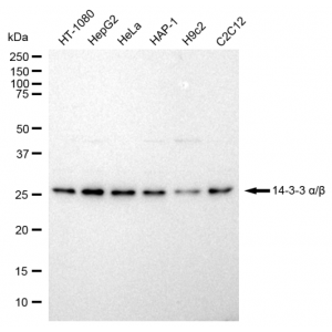 LifeSab™ YWHAB Rabbit mAb (20 μl)