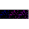 LifeSab™ PRPF8 Rabbit mAb (20 μl)