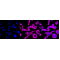 LifeSab™ USP9X Rabbit mAb (20 μl)