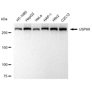 LifeSab™ USP9X Rabbit mAb (20 μl)