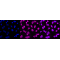 LifeSab™ CXCR7 Rabbit mAb (20 μl)