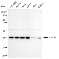 LifeSab™ CXCR7 Rabbit mAb (20 μl)