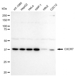 LifeSab™ CXCR7 Rabbit mAb (20 μl)