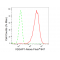 LifeSab™ IQGAP1 Rabbit mAb (20 μl)