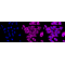 LifeSab™ IQGAP1 Rabbit mAb (20 μl)