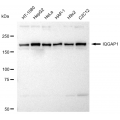 LifeSab™ IQGAP1 Rabbit mAb (20 μl)