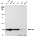 LifeSab™ SMAC Rabbit mAb (20 μl)