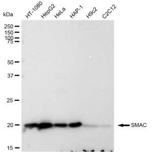 LifeSab™ SMAC Rabbit mAb (20 μl)