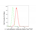 LifeSab™ L1CAM Rabbit mAb (20 μl)