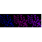 LifeSab™ L1CAM Rabbit mAb (20 μl)