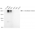 LifeSab™ L1CAM Rabbit mAb (20 μl)