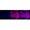 LifeSab™ CD206 Rabbit mAb (20 μl)