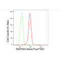 LifeSab™ MAP3K5 Rabbit mAb (20 μl)