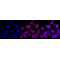 LifeSab™ MAP3K5 Rabbit mAb (20 μl)