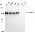 LifeSab™ MAP3K5 Rabbit mAb (20 μl)