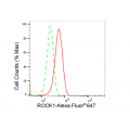 LifeSab™ ROCK1 Rabbit mAb (20 μl)