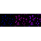 LifeSab™ ROCK1 Rabbit mAb (20 μl)