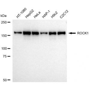 LifeSab™ ROCK1 Rabbit mAb (20 μl)