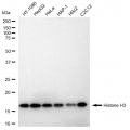 LifeSab™ Histone H3 Rabbit mAb (20 μl)