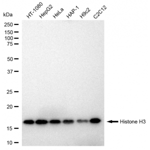 LifeSab™ Histone H3 Rabbit mAb (20 μl)