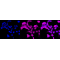 LifeSab™ UCHL1 Rabbit mAb (20 μl)