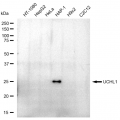 LifeSab™ UCHL1 Rabbit mAb (20 μl)