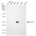 LifeSab™ UCHL1 Rabbit mAb (20 μl)