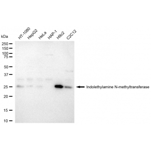 LifeSab™ INMT Rabbit mAb (20 μl)